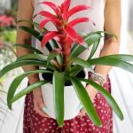 Guzmania rouge