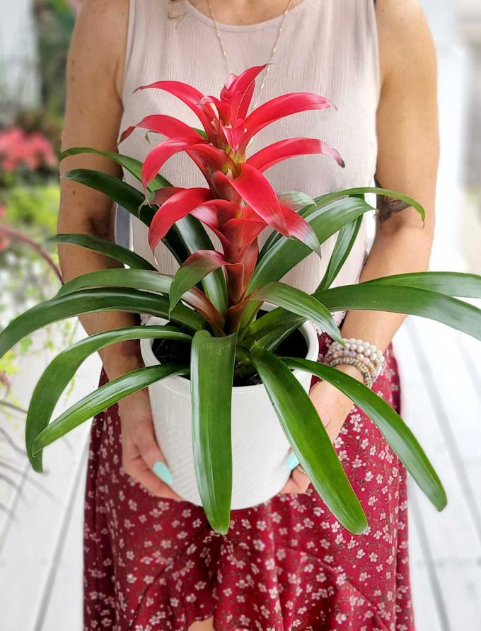 Guzmania rouge