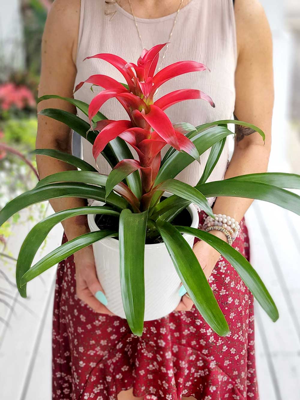 Guzmania rouge