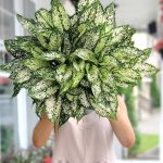 Aglaonema Osaka