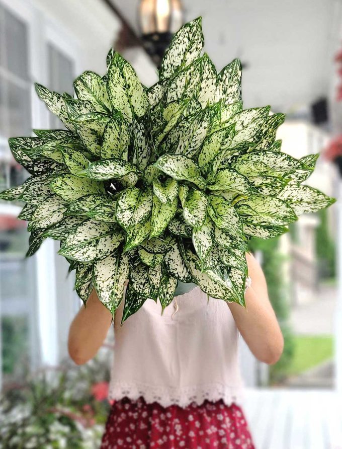Aglaonema Osaka