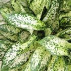 aglaonema osaka feuilles