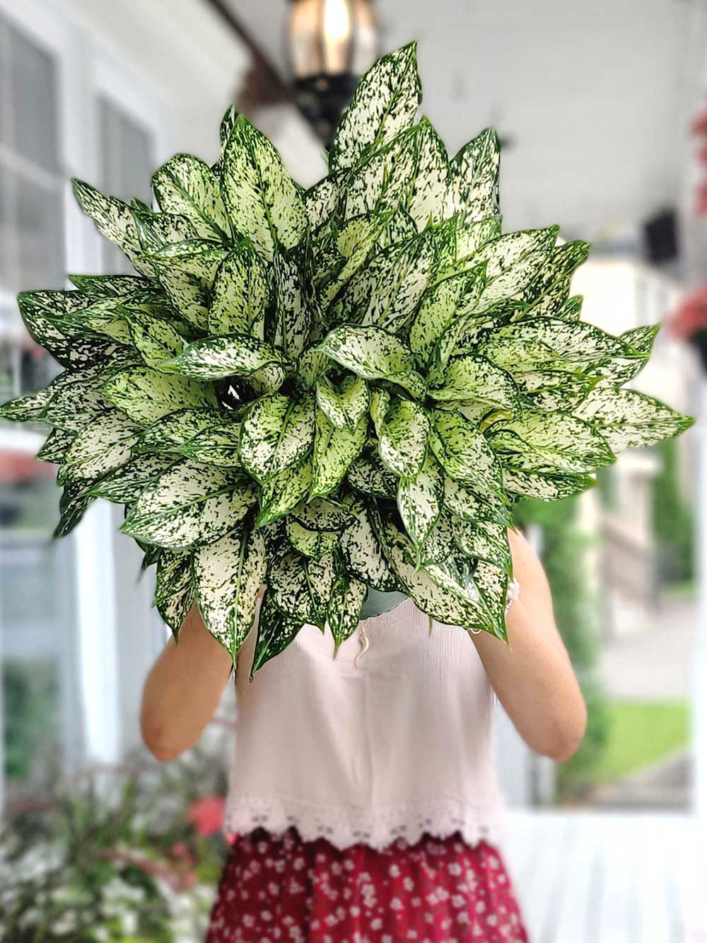 Aglaonema Osaka