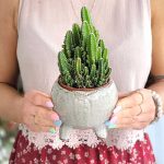 cactus 'fairy castle'