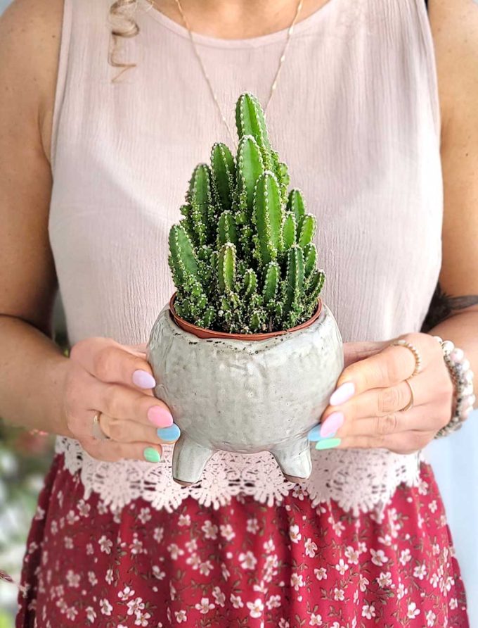 cactus 'fairy castle'