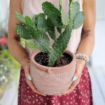 cactus raquettes