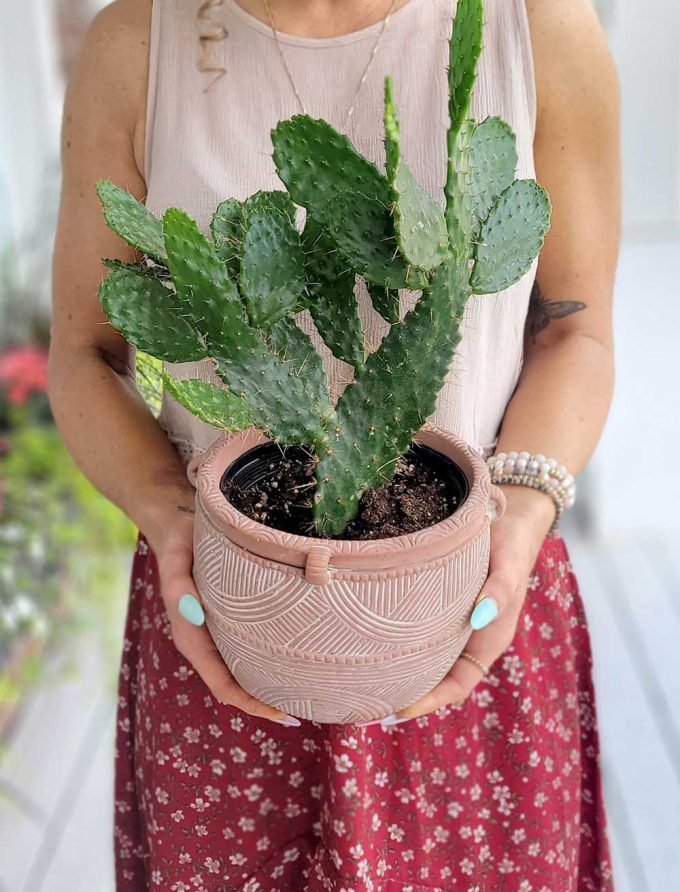 cactus raquettes