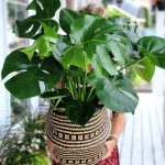 monstera deliciosa