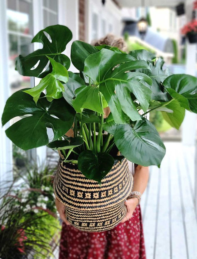 monstera deliciosa