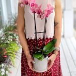 Orchidée phalaenopsis rose