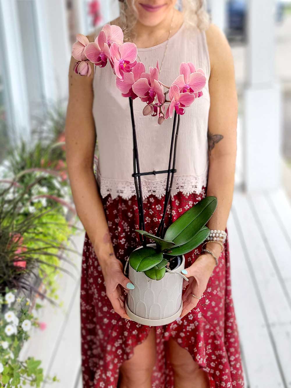 Orchidée phalaenopsis rose