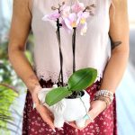 petite orchidée assortie