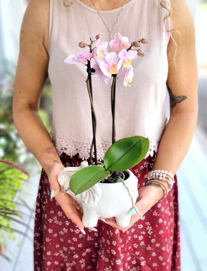 petite orchidée assortie