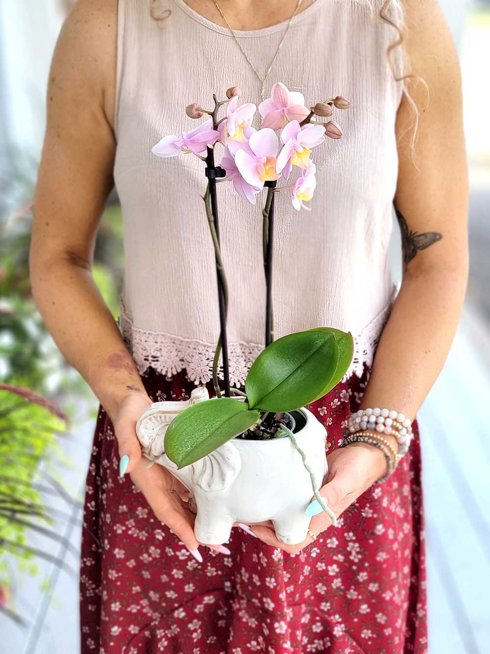 petite orchidée assortie