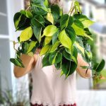 philodendron scandens