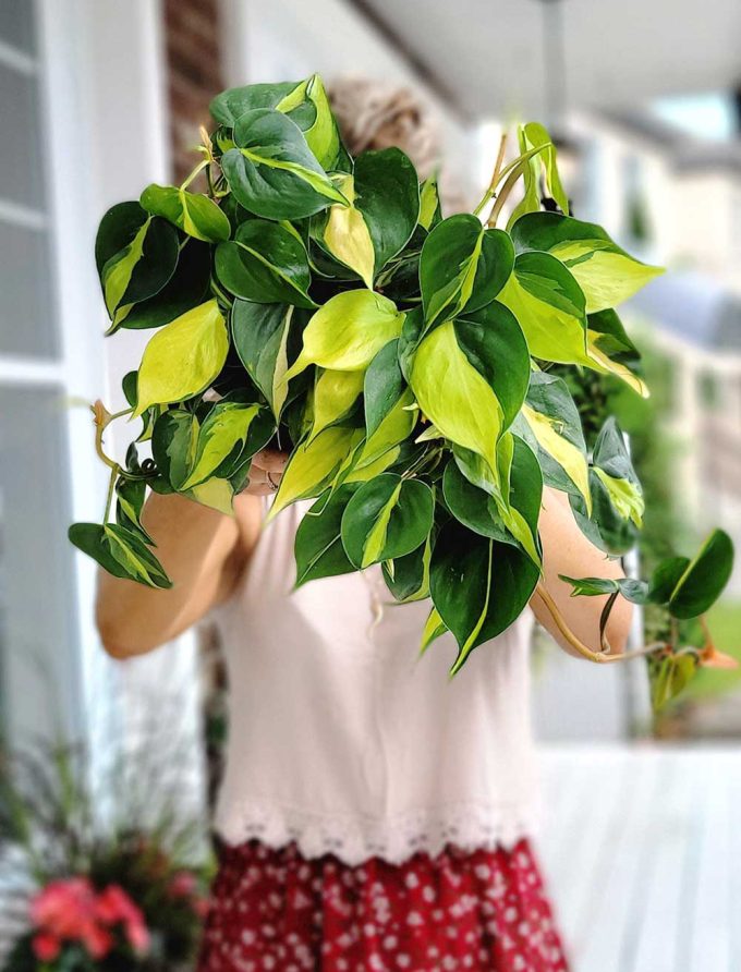 philodendron scandens