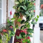 pothos 'marble queen'
