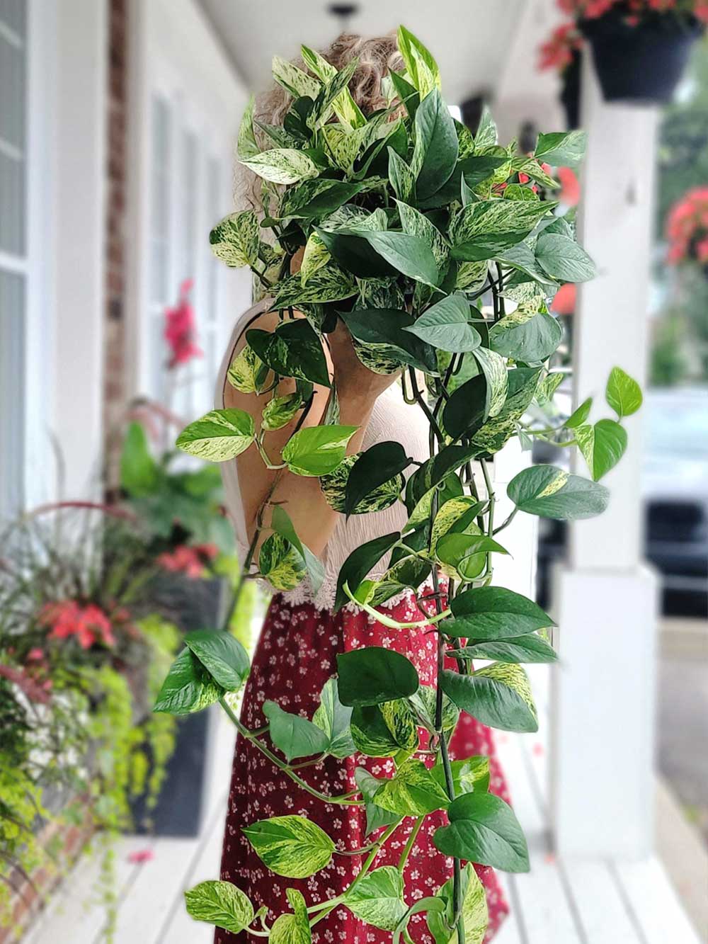 pothos 'marble queen'