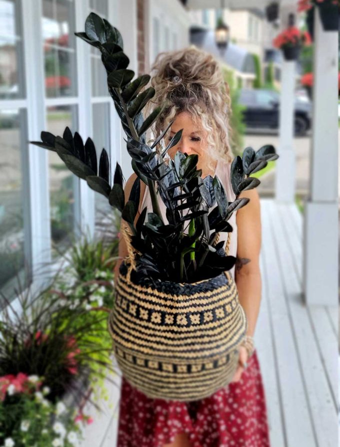 zamioculcas (plante zz)