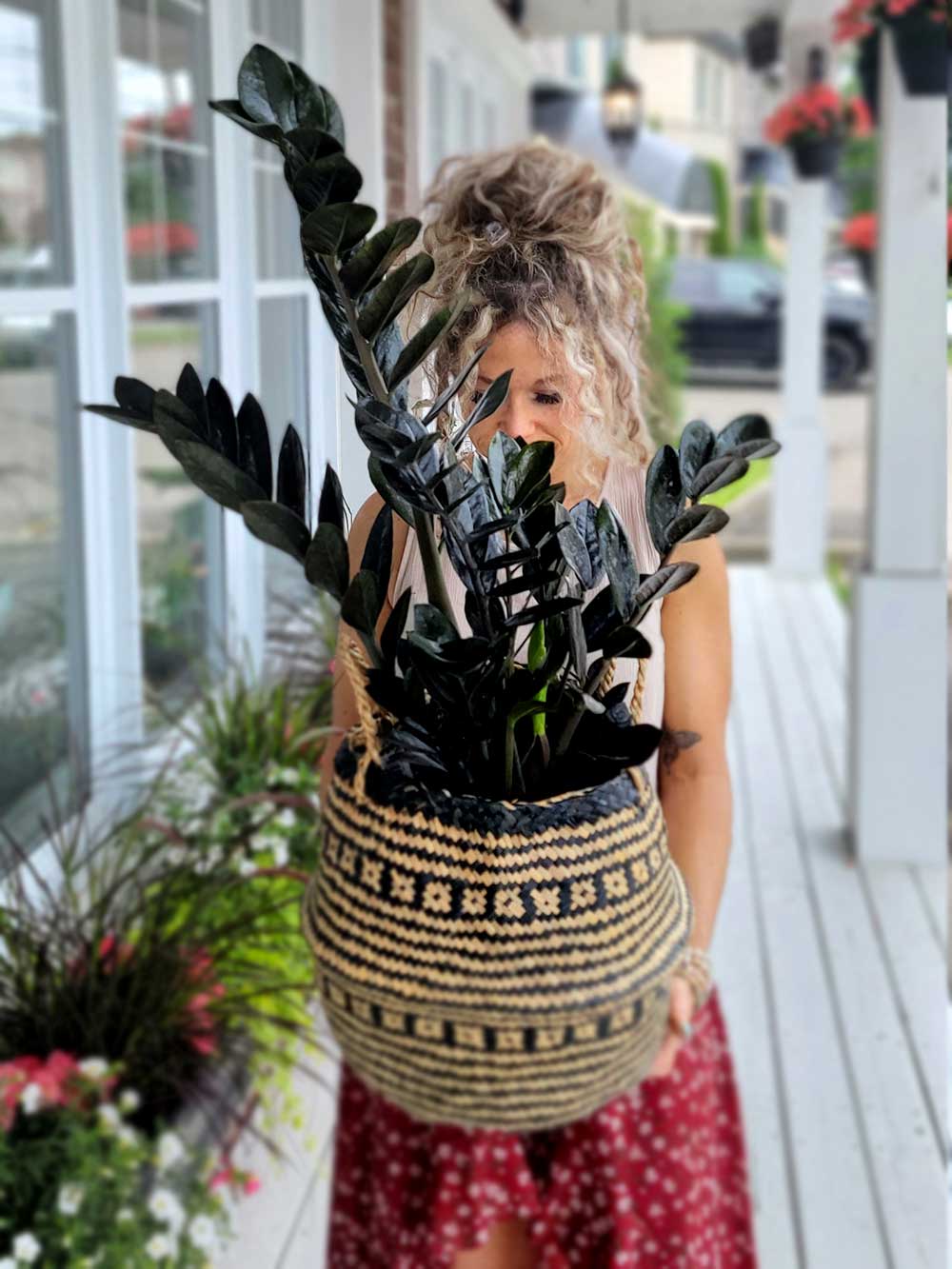 zamioculcas (plante zz)