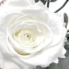 rose éternelle blanche