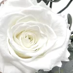 rose éternelle blanche