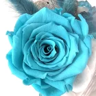 rose eternelle bleue