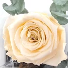 Rose éternelle ivoire