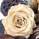 rose eternelle ivoire blush