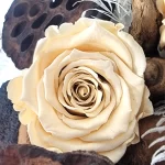 rose eternelle ivoire blush