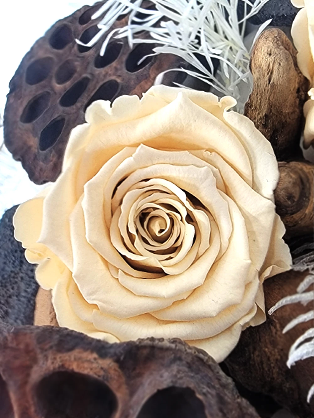 rose eternelle ivoire blush