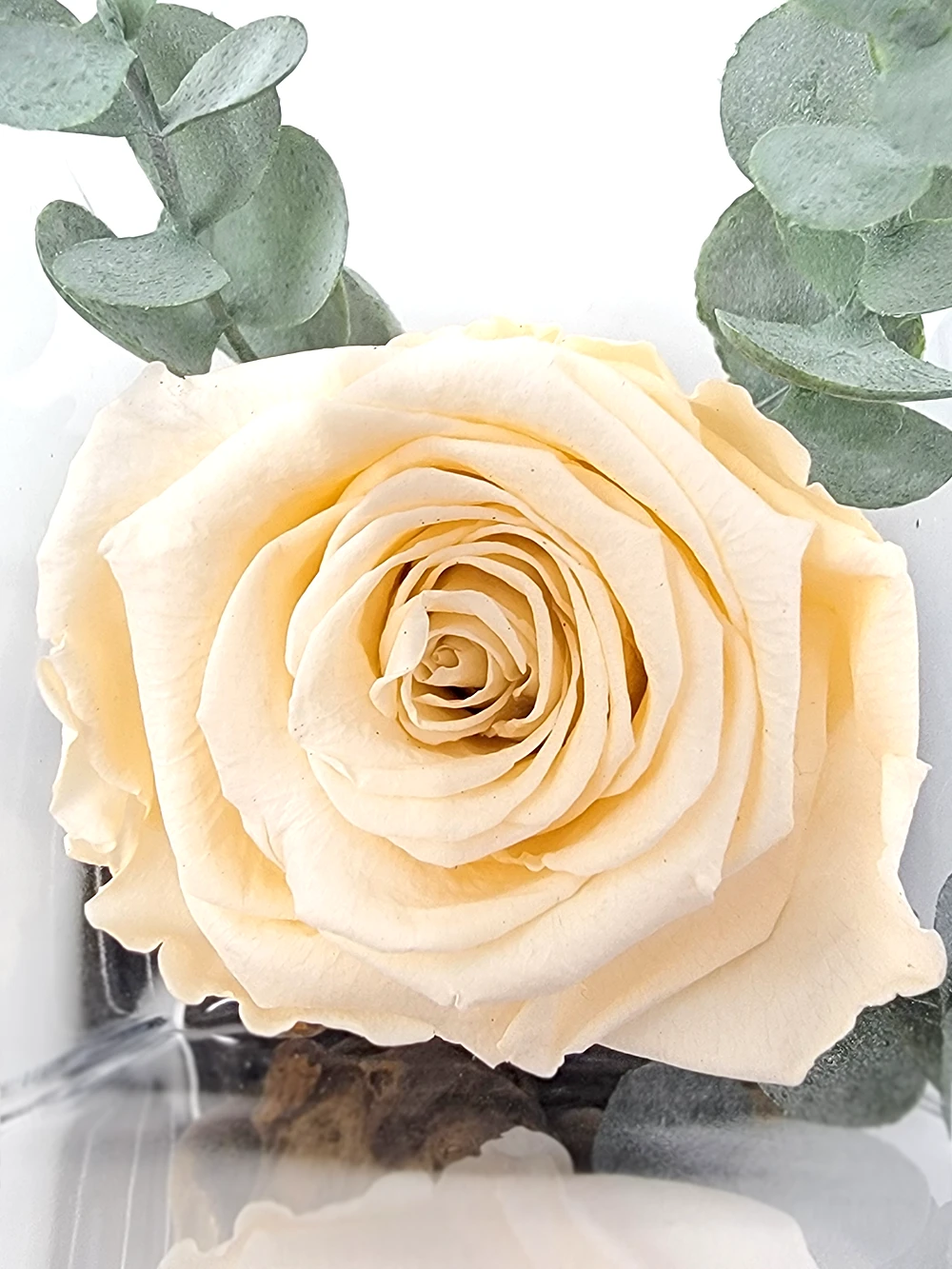 Rose éternelle ivoire