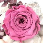 rose eternelle rose mauve