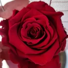 Rose éternelle rouge vin