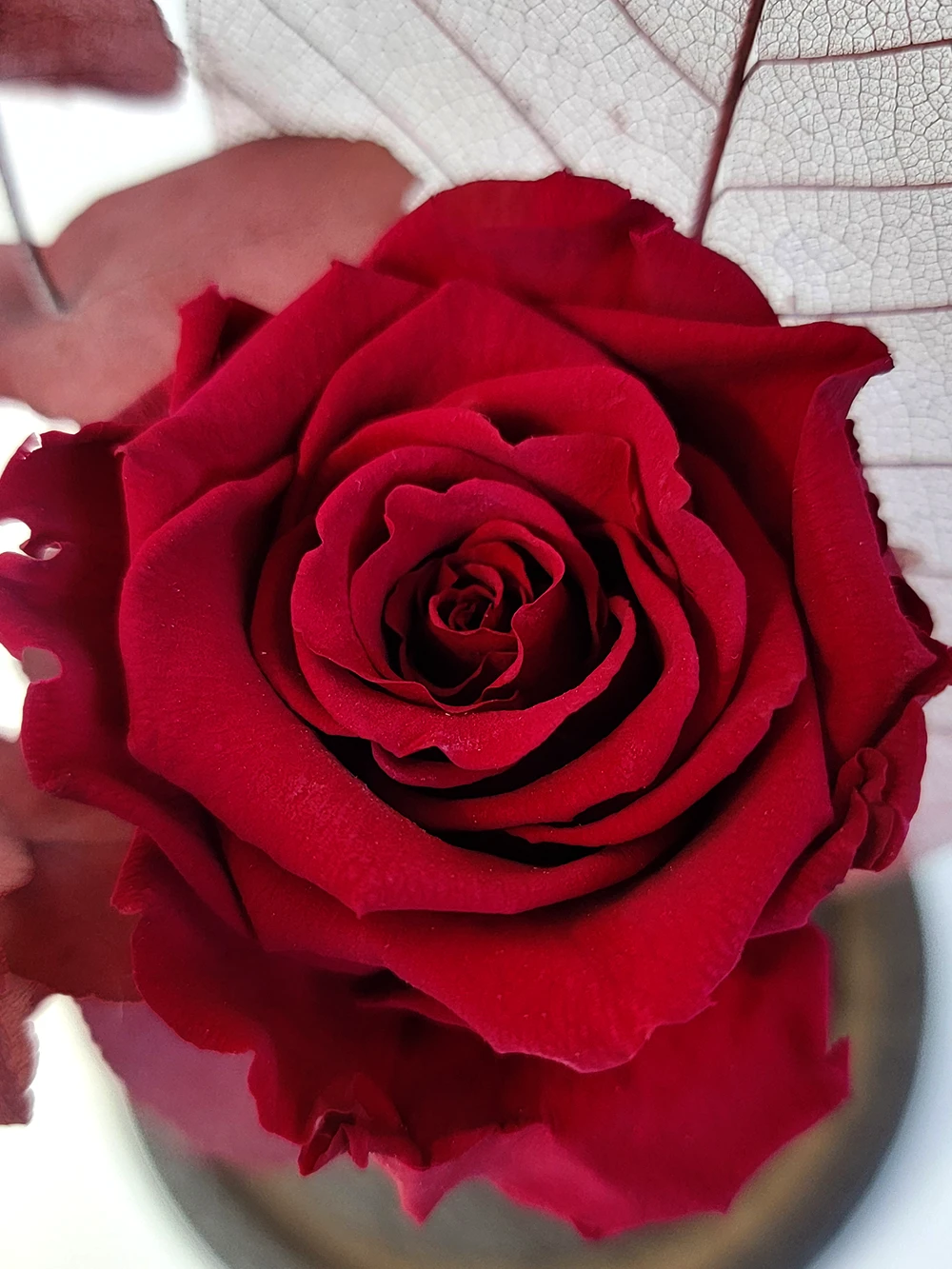 Rose éternelle rouge vin