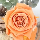 rose eternelle saumon