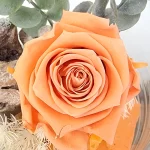rose eternelle saumon