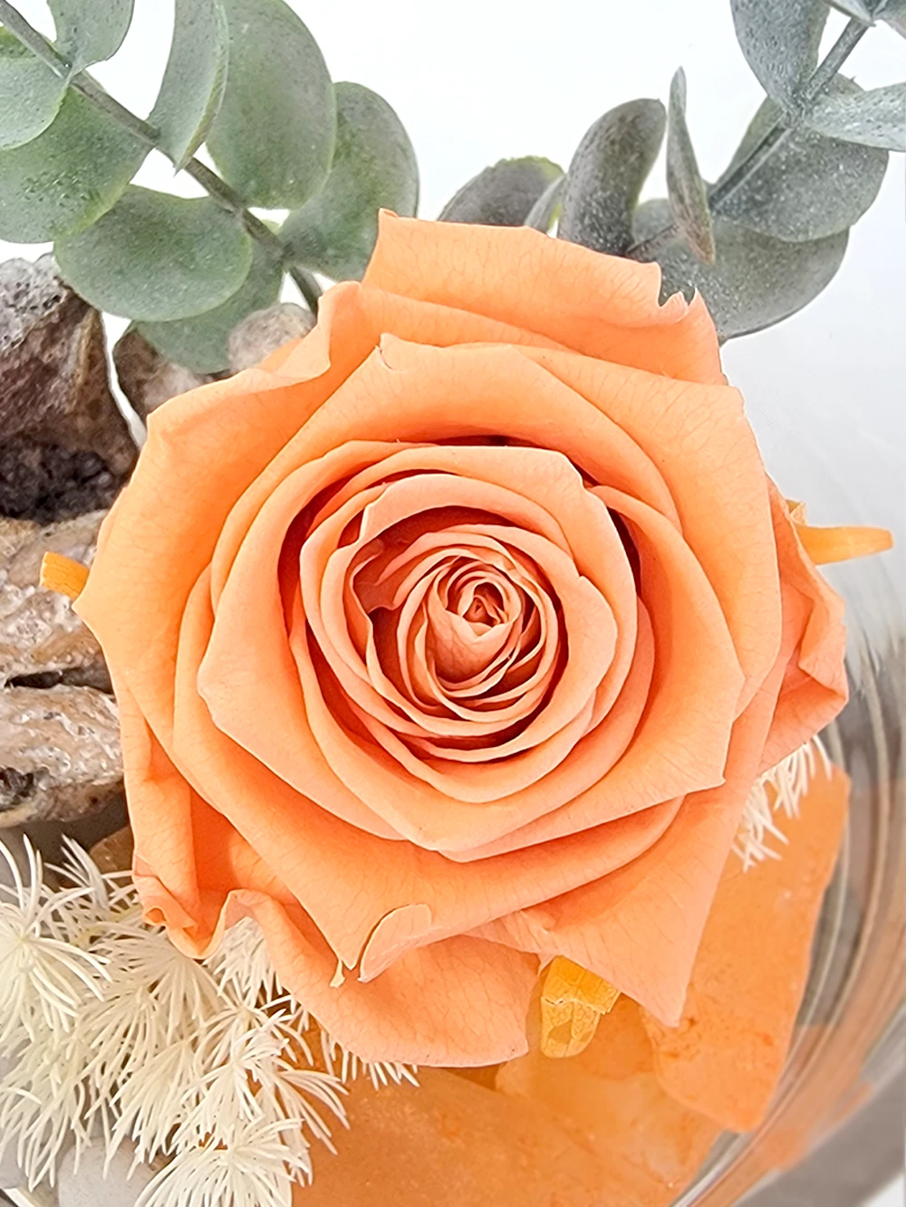 rose eternelle saumon