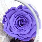 rose eternelle violette