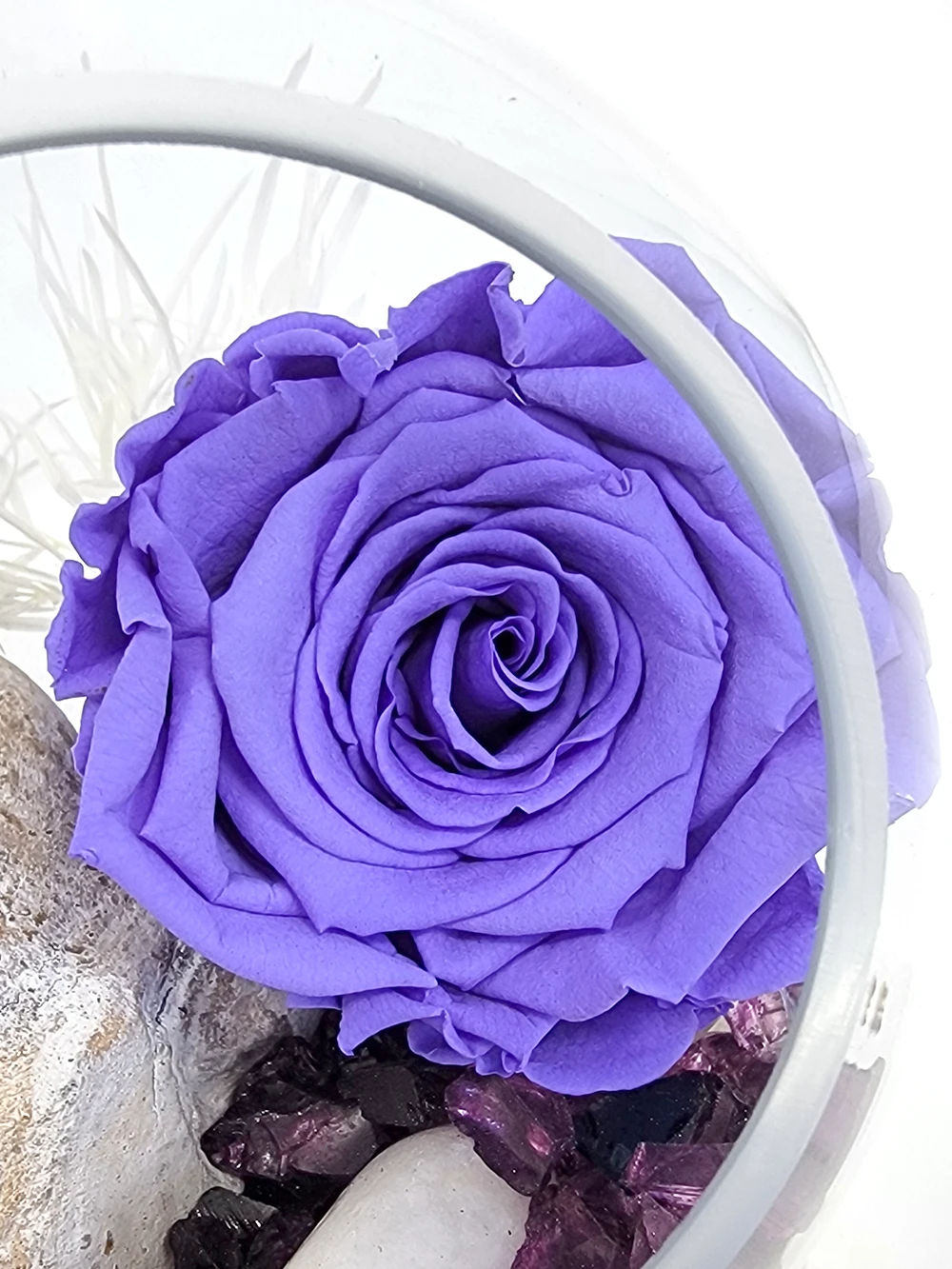 rose eternelle violette